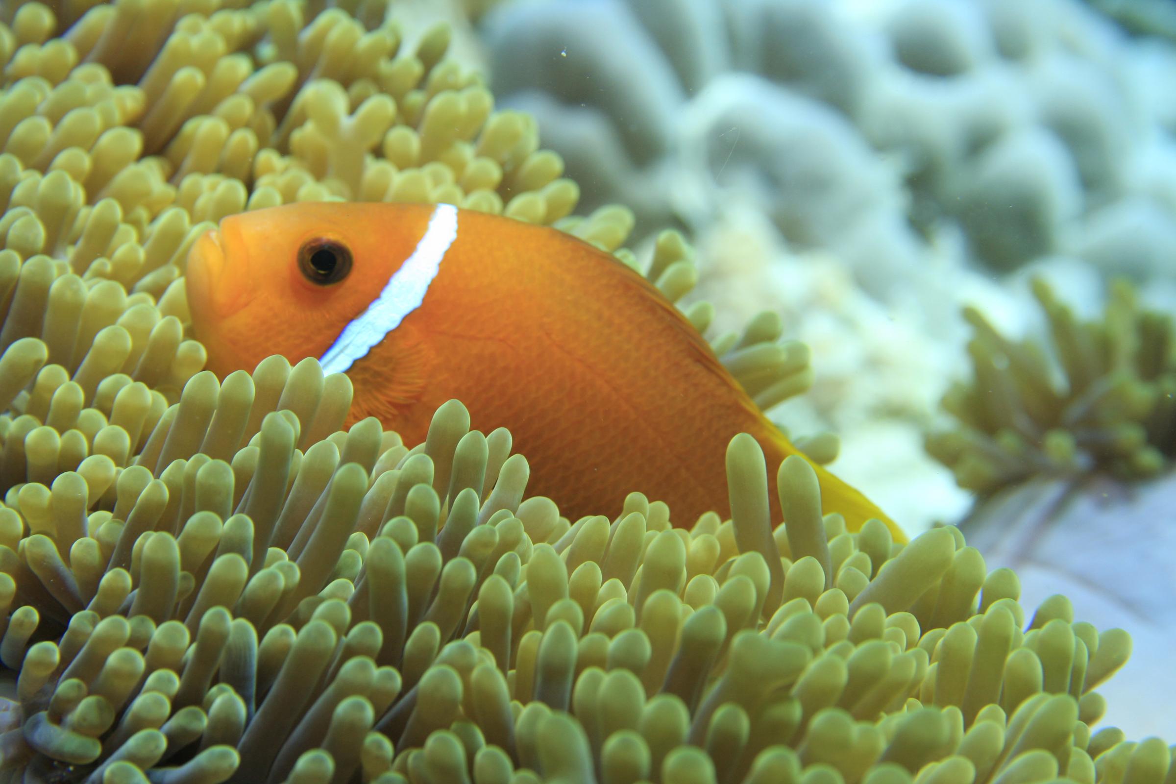 Dhawa Ihuru, Part Of Banyan Group Angsana Island Esterno foto